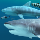 Sharks 3D — Live Wallpaper