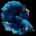 Betta Fish Live Wallpaper FREE