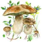 Mushrooms app