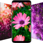 Flower Wallpapers in HD, 4K